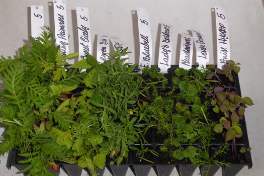 Wildflower plugs in tray.